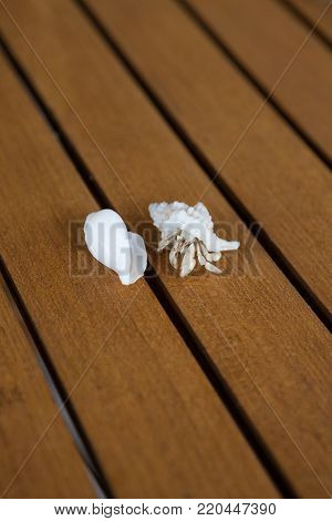 Hermit crab on the near the beach. Found new house.