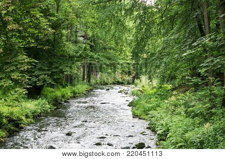 Bright green forest natural walkway in sunny day light. 
Forest in light. Summer forest. Green forest nature