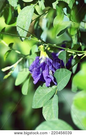 Pea Flowers
