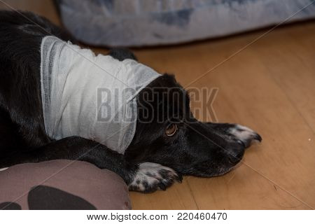 Head injured dog has a bandage - closeup wound care