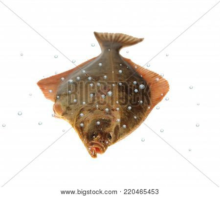 big fish flounder with bubbles on white background