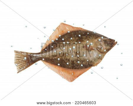 big fish flounder with bubbles on white background