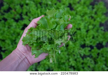 Fresh organic green lettuce in women hand background. Vegetable salad lettuce.