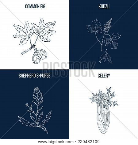 Vector collection of four hand drawn medicinal and eatable plants, fig, kudzu, shepherd-purse, celery