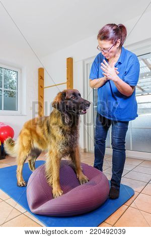 Woman Works With A Leonberger In A Physiotherapy Office