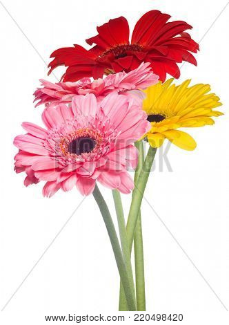 bunc of gerbera flowers isolated on white background
