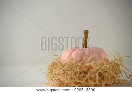 Blush pink pumpkins with gold stems on solid color background with copy space. Nontraditional fall, harvest and Thanksgiving theme.