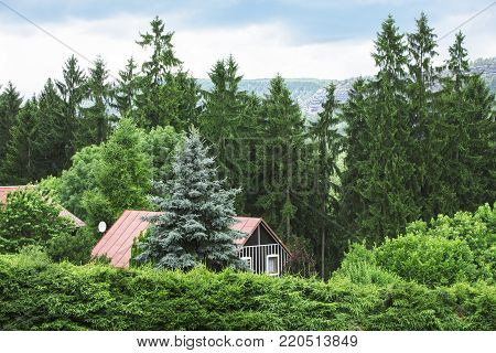 Sunshine forest trees. Sun through green forest nature. Forest in light. Summer forest. Tranquility of green forest nature