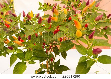 Chilli Pepper Bush