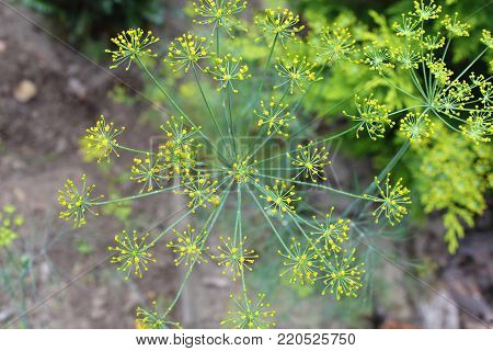 Close up of flowering dill in garden (Anethum graveolens)