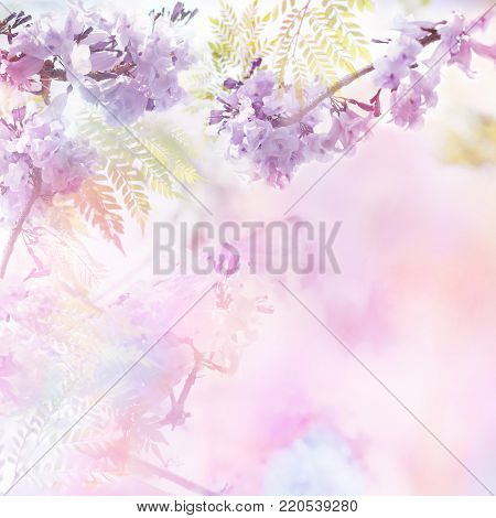 Abstract floral backdrop of purple flowers over pastel colors with soft style for spring or summer time. Floral design background and copy space.