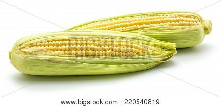 Two ears of fresh sweet corn isolated on white background