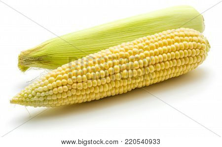 Two fresh corn isolated on white background