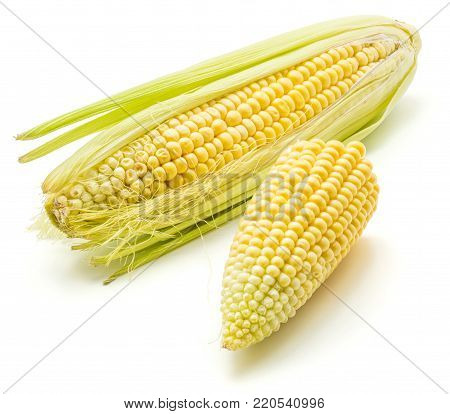One whole corn ear and a half isolated on white background