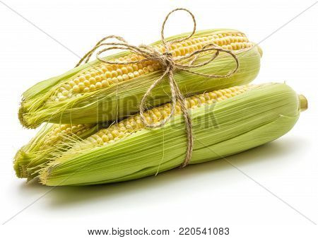 Three corn ears tied by burlap rope isolated on white background