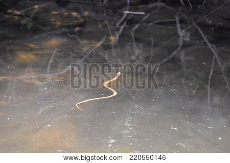 Photo picture of a Grass water snake Natrix
