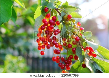 Birdcherry tree with bunch of unripe berries.