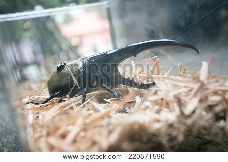 A large male hercules beetle (Dynastes hercules), very beautiful beetle