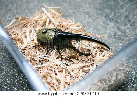 A large male hercules beetle (Dynastes hercules), very beautiful beetle