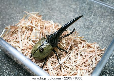 A large male hercules beetle (Dynastes hercules), very beautiful beetle
