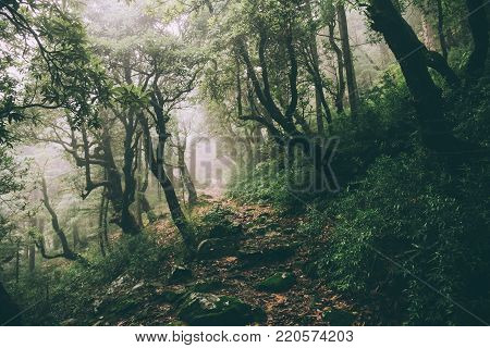 beautiful majestic trees and rocky trail in Indian Himalayas, Dharamsala, Baksu