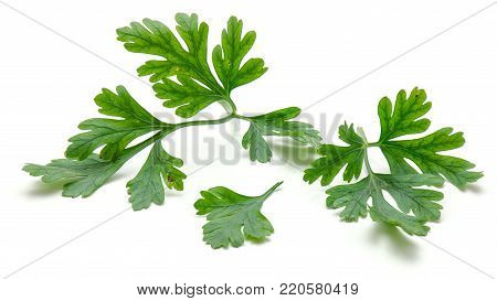 Close-up of fresh parsley leaves isolated on white background