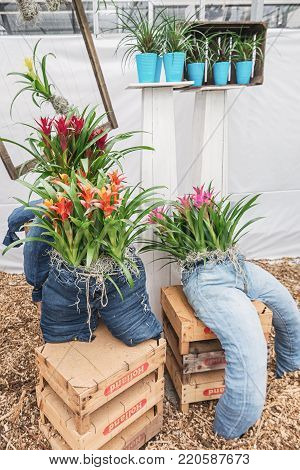 Berkel en Rodenrijs, Netherlands, April 2, 2017:  For decoration jeans stuffed with bromelias in a greenhouse in The Netherlands