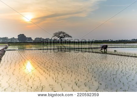 Young Rice Sprouts Ready To Growing In The Rice Field In Hanoi, Vietnam