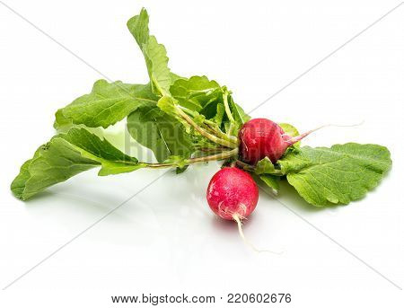 Two whole red radish with fresh green leaves isolated on white background