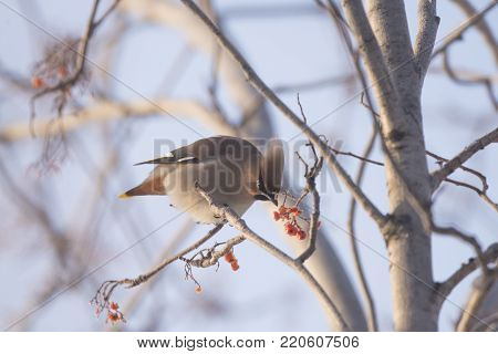 Waxwing on the branch of the Ashberry eats berries