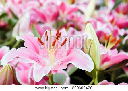 lilly pink flowers in the nature garden romance nature flowers blooming in the garden