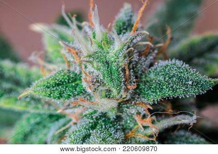 Blue Dream Cannabis Flower strain grow nature
