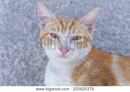 Small street drifter yellow young kitten on asphalt looking
