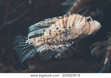 Close-up View Of Devil Firefish. Pterois Miles.