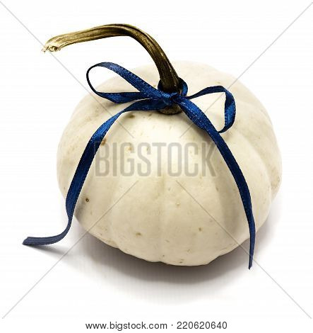 One whole white pumpkin with a blue bow isolated on white background