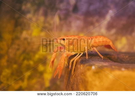 Small Crustacean On The Bottom Of The Sea.
