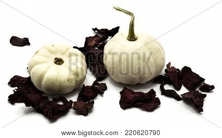 Composition of pumpkins on red dry beta, two whole white, isolated on white background