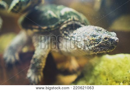 Common Snapping Turtle In The Zoo. Chelydra Serpentina.