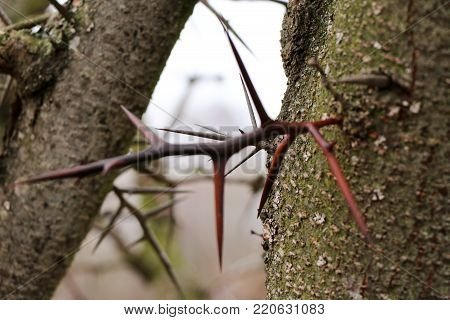 spikes on a branch of a pear tree, in the winter without leaves, horizontally