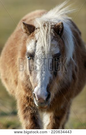 Blue-eyed Pony (Equus ferus caballus) front view closeup. Santa Clara County, California, USA.