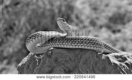 Snake (dolichophis Caspius).