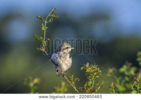 Red backed shrike in Kruger national park, South Africa  Specie Lanius collurio family of Laniidae