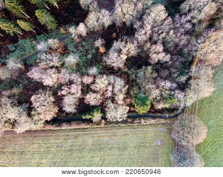 Deciduous pine forest above aerial photo