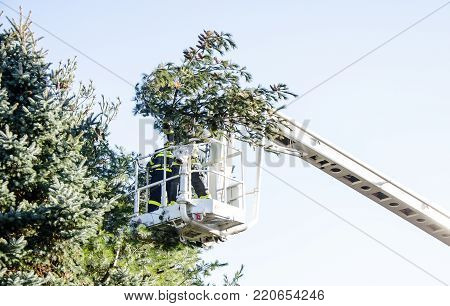 Firefighters in action clear the fallen trees after a windy storm.