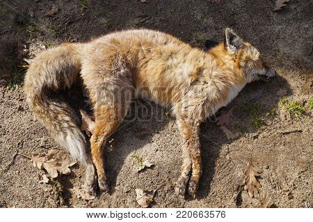 A young, one-year-old fox who did not survive a cold winter