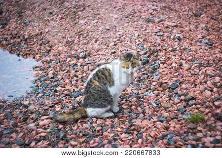lonely sad cat sits on the fallen leaf near the puddle