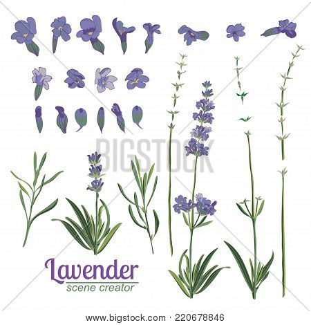 Lavender flower on white background. Colorful vintage vector illustration, watercolor style France provence retro pattern for romantic fresh design concept. Natural lavander aromatherapy treatment spa