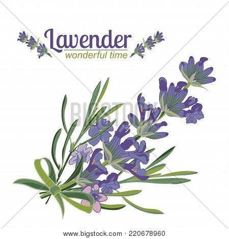 Lavender flower on white background. Colorful vintage vector illustration, watercolor style France provence retro pattern for romantic fresh design concept. Natural lavander aromatherapy treatment spa