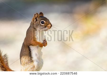 Clever little American Red Squirrel (Tamiasciurus hudsonicus) stands with hands together against a muted palette background