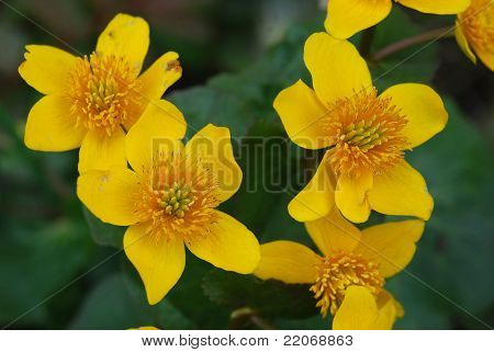 Caltha palustris